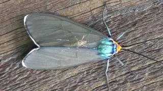 Virginia Ctenucha Moth (Arctiidae: Ctenucha virginica) with Mosquito