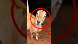 This Goat Has No Chill 😭💀 #goat  #crazy  #amazing #funny #queen #animals
