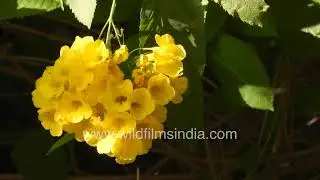 Tecoma castanifolia: Yellow Elder in full yellow bloom under soft sunlight