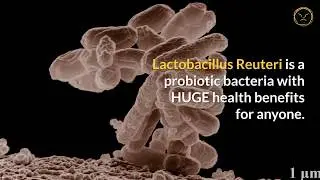 Lactobacillus Reuteri Health Benefits: 6 Power Reasons to Take This Probiotic