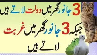 3 Animals That Bring Wealth & Prosperity to Your Home || What Hazrat Ali Said || HidyatKiRoshani