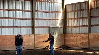 Natural horse behavior in relation to balance