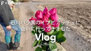 【花屋の出張Vlog】唯一無二の香りバラ「イブピアッチェ」が育つハウスに行ってきた🌹