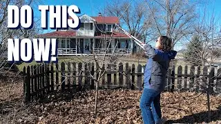 How to Prune Apple Trees