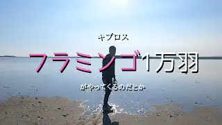 フラミンゴもやってくる聖なる町「ラルナカ」にやってきた。【それでもネコの島キプロス】
