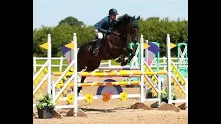 Aston - Talented Irish Sport Horse Gelding