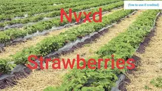 Nvxd - Strawberries (Official Music Video)
