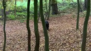 Big wolf dog in the forest hunting for survival | German shepherd working line