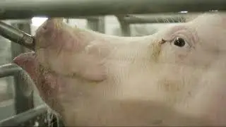 Pig Farm Management-Feeding-Ventilation