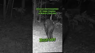 Bigfoot photographed by game camera in North Carolina #bigfoot #cryptozoology #dogman #cryptid