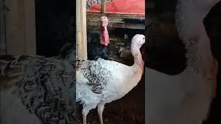 Pakan Alami untuk Kalkun: Enceng Gondok Kaya Nutrisi#ternak #ternakayam #shorts