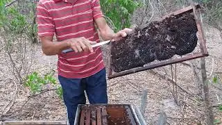 Não deixe traças envadir seu apiario