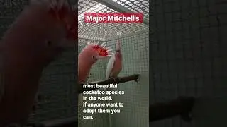 Major Mitchell's Cockatoo is considered as most beautiful cockatoo species in the worlds #shorts#1k