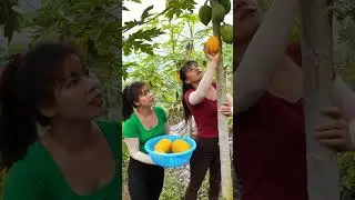 REWIND TIMELAPSE --244 Days Climbing To Harvest Lots Of Lychee, Mulberry
