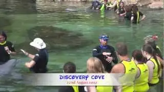 Discovery Cove Dolphin Experience
