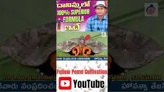 దానిమ్మలో 100% SUPERIOR FORMULA ఇదే