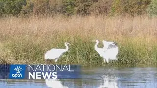 Studying the fed&rsquo;s actions to protect Wood Buffalo National Park | APTN News