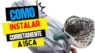 TUBUNA & MANDAGUARI: Isca INFALÍVEL para Capturar Abelhas Sem Ferrão (Funil e Cor Certa)