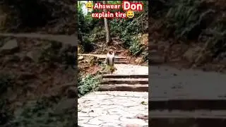 I can't explain anymore #trend #funny #animals #monkey #zoo #youtuber #viral_video #explain #memes
