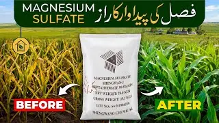 Epsom salt or magnesium ! Why do plants need magnesium sulfate? What is magnesium sulfate? When 
