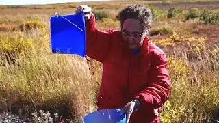 Berries: I&ntilde;upiat Traditions