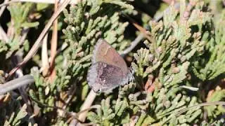 Hoary Elfin Butterfly - Illinois Beach State Park