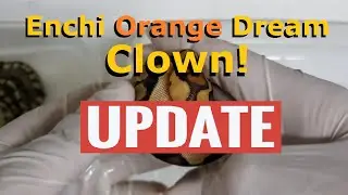 Enchi Orange Dream Clown - Did it survive?
