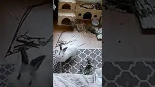 Rabbit has a seizure #animals #animalshorts