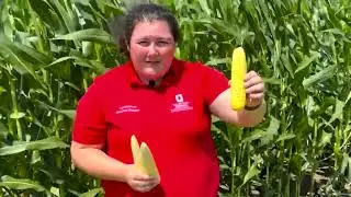Battle of the belt: Which crop to plant first?