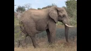 Kruger Park animals seen on safari