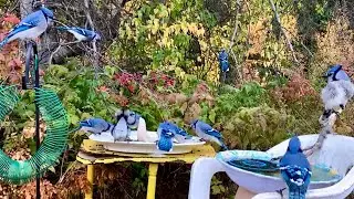BLUE JAY CAM Birds Squirrels Crows on the Cove New Brunswick 🇨🇦 Weds 7 Jan 2026 #cattv #asmr