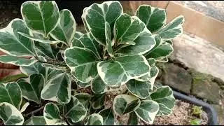 jual tanaman  bunga Ficus triangularis Variegata / beringin  love atau beringin kupu kupu variegata