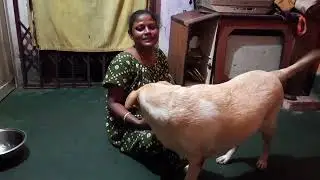 গতকাল মিমি আর গুগলু চিকেন পকোড়া খাচ্ছে দেখুন#YouTube#video