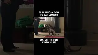 Dog Learns How To Eat Slower #shorts