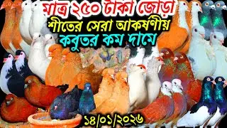 মাত্র ২৫০ টাকা জোড়া শীতের সেরা আকর্ষণীয় কবুতর ৫০০ পিস ফেন্সি রেসার গোল্লা গিরিবাজ কবুতর বিক্রি হবে