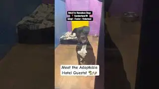 Meet the Adoptable Hotel Guests 🏡🐶🤍