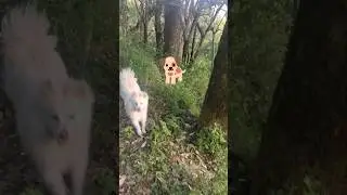 jumping DABB 😁🐕#shorts #explore #viral #shortfeed@MrBeast
