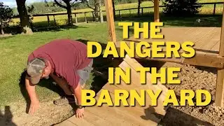 The dog is trying to kill us! || Baileys Barn