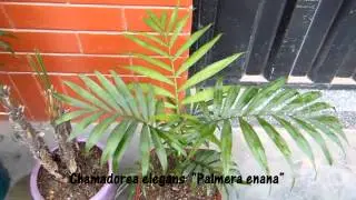 Palmeras para el interior  Parte 1