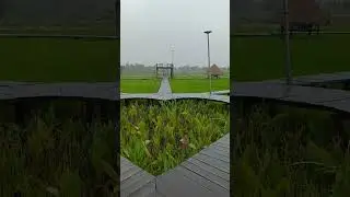 Rice field view in the rain #nature #countryside adventure
