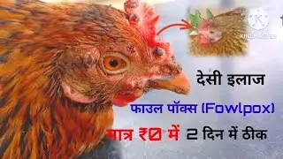  Fowlpox बीमारियों का  देसी इलाज (0₹ में) || Best Natural Treatment For Fowlpox in Chickens