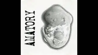 AMATORY - Трансплантан Ты