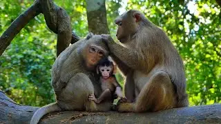 Memories: A Story of Mom Astra, Baby Astro, and Bonita Clip! l Amber troop