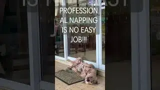 ‼️PROFESSIONAL NAPPER🐶