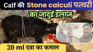 भैंस के बच्चे का पेशाब रुकने पर 20 ml वाला विशेष इलाज calf urine problem Treatment