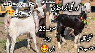 Korangi Bakra Mandi Karachi Cattle Latest Rates Update 1 February 2026 || Bakra Eid Season 2026