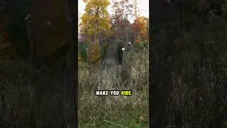 This Mirror Makes You Invisible in the Forest