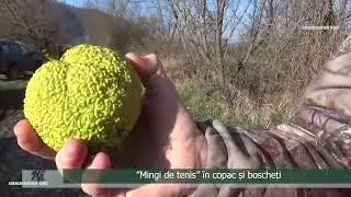 ”Mingi de tenis” în copac și boscheți