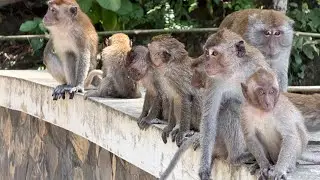 18-12-2025 ไปดูฝูงลิงน้อย🐒🐵🐒🐒น่ารักที่อ่าวนางกระบี่ด้วยกันค่ะ🐒🥰😍😍