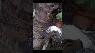 chipmunks eat a lot of rice a day